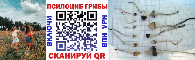 Псилоцибиновые грибы Psilocybe купить Дубовка